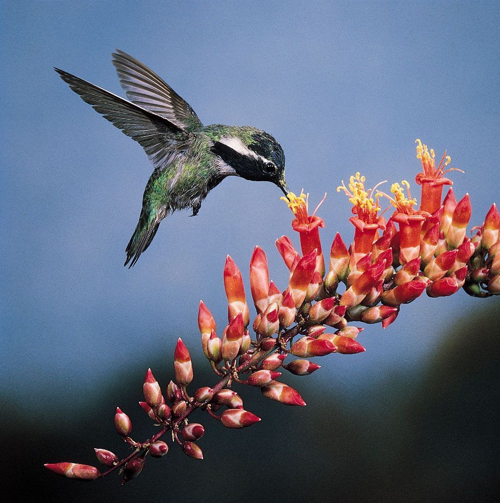 nectar hummingbird Costa Pollen ocotillo flowers corolla by Yeja AI